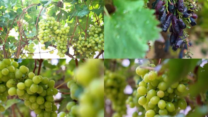 青提仙人指葡萄种植基地农业