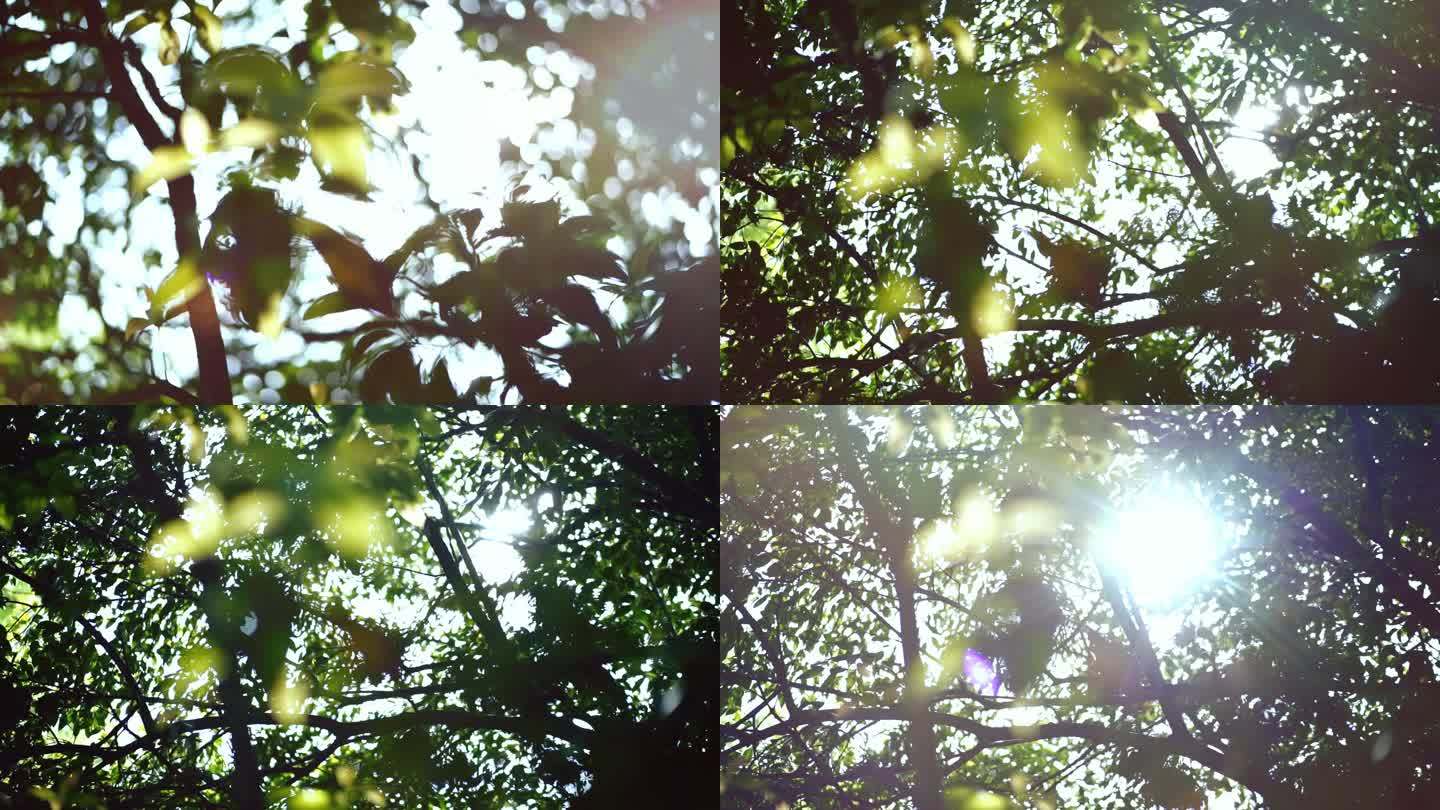 树枝 逆光 树枝  阳光 叶子茂盛
