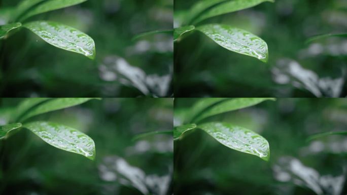 春雷春雨春天绿植雨滴露水水滴2526