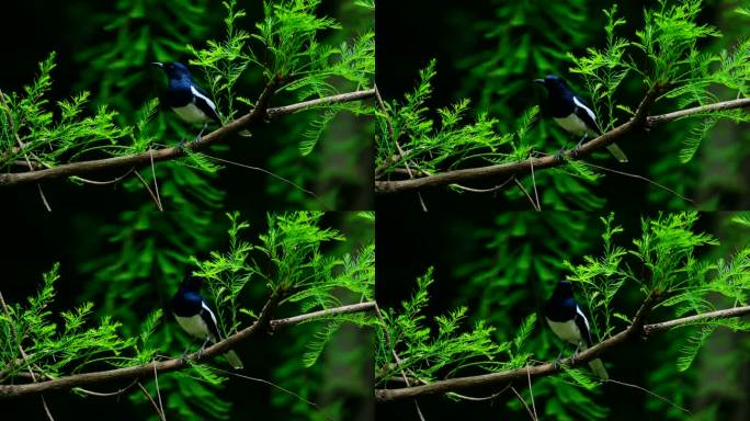 一只小鸟鹊鸲站在树枝上