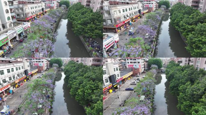 中国广东省广州市海珠区石溪涌蓝花楹