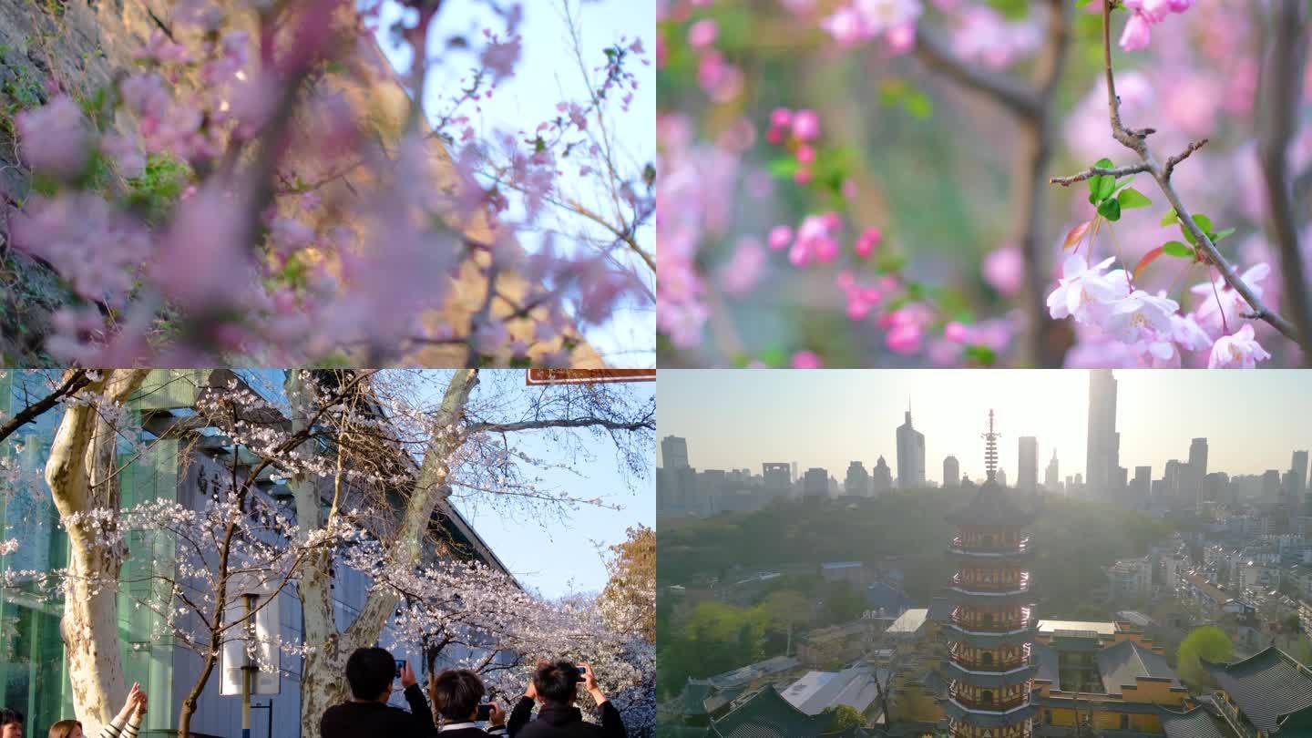 南京玄武区玄武湖景区古鸡鸣寺游客观赏樱花