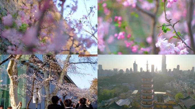 南京玄武区玄武湖景区古鸡鸣寺游客观赏樱花