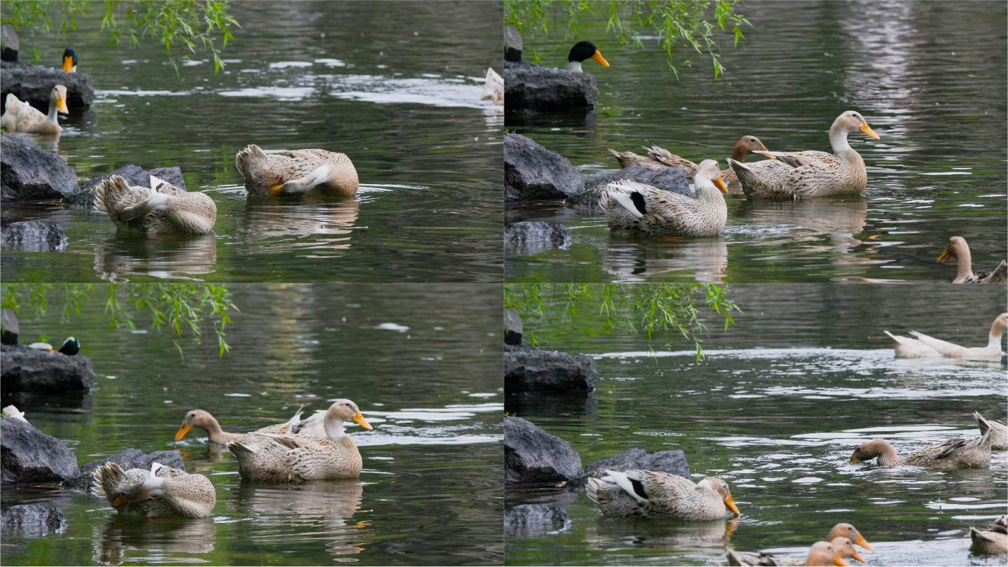杨柳湖畔的宁静时光：鸭群悠闲的清理羽毛