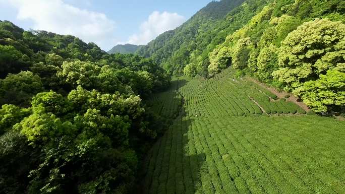 杭州梅家坞龙井茶园穿越机航拍