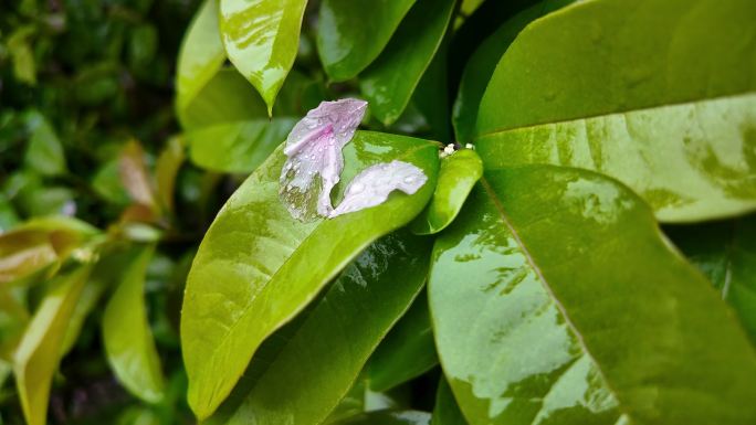 下雨天雨水打湿树叶花瓣掉落升格长镜头