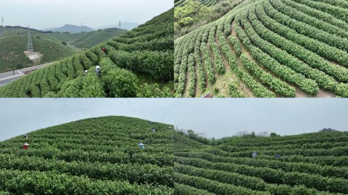 茶山4k航拍多景别