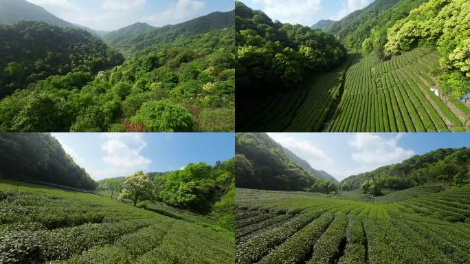 杭州梅家坞龙井茶园穿越机航拍