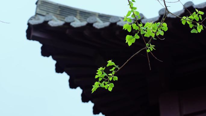 园林艺术中式庭院 屋檐房檐 中国传统建筑