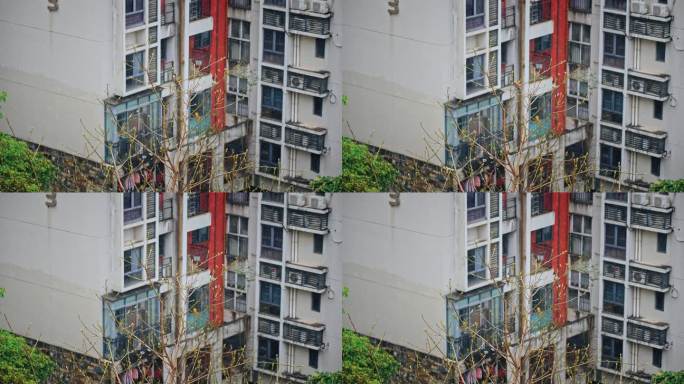 小区树枝上的鸟下雨雨中的鸟2558