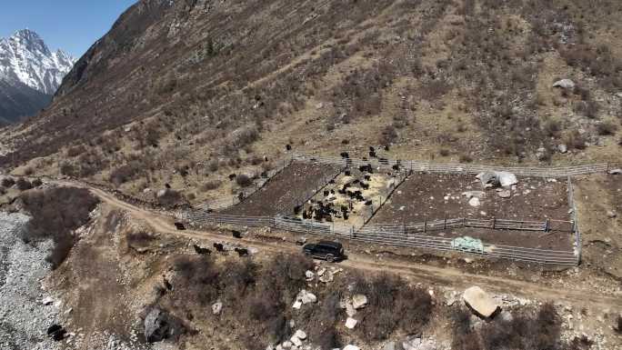 4Ktank300川西 结斯沟草地 雪山