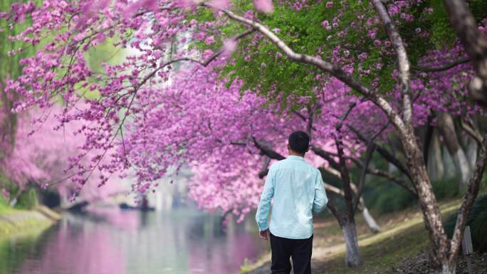 河边盛开的桃花