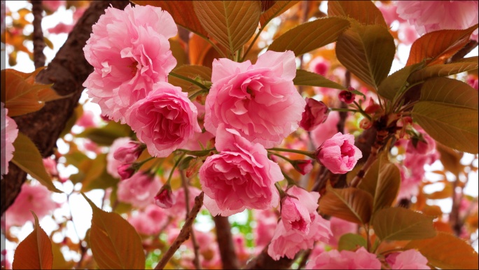 春暖花开 樱花 海棠花