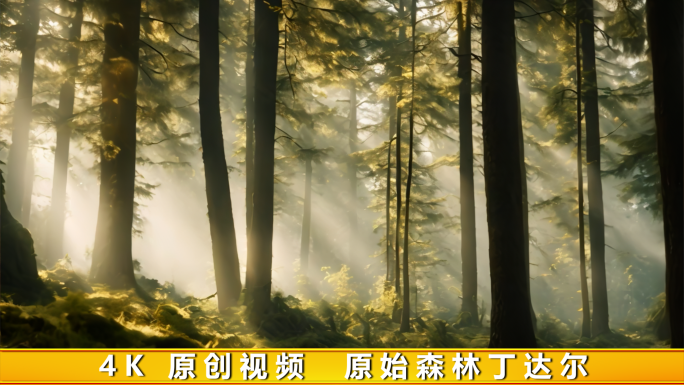 丁达尔阳光森林树林阳光穿透阳光穿过