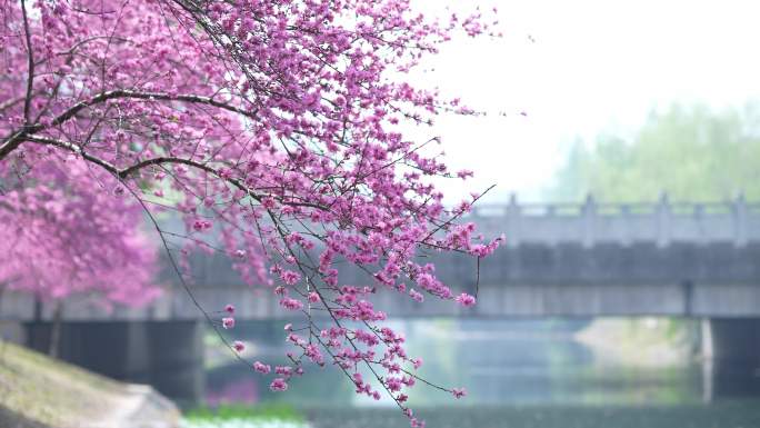 春天盛开的粉红色桃花