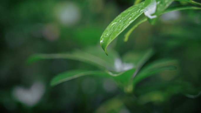 春雷春雨春天绿植雨滴露水水滴2530