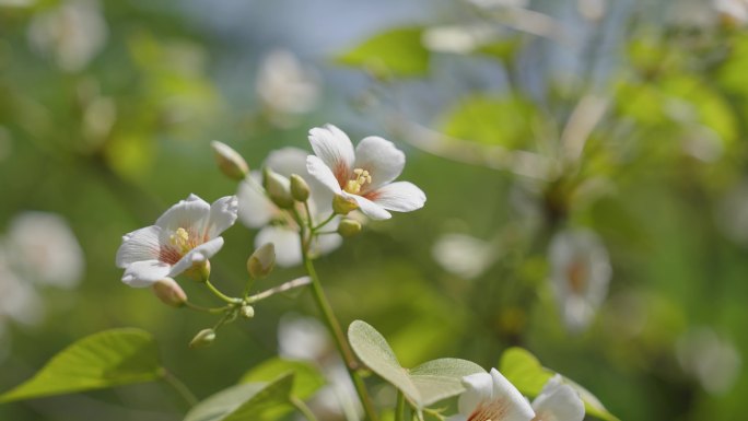 油桐花