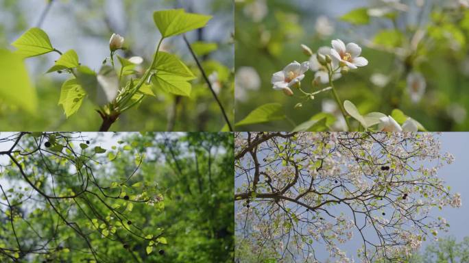 油桐花