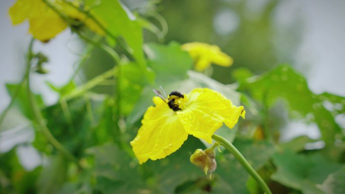 丝瓜花上勤劳的蜜蜂