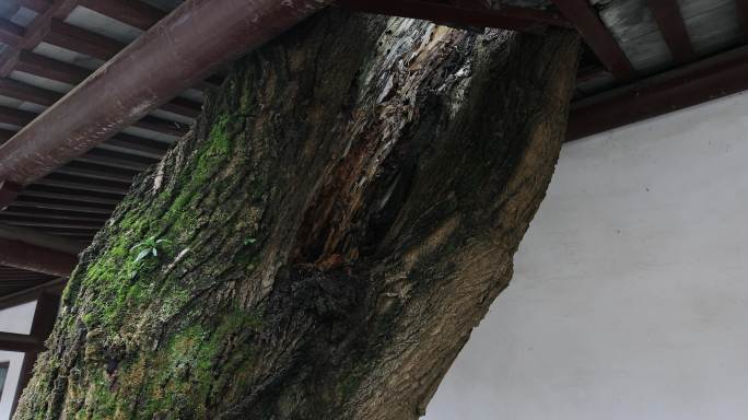 古老的大树穿过屋檐 生命力 名木古树保护