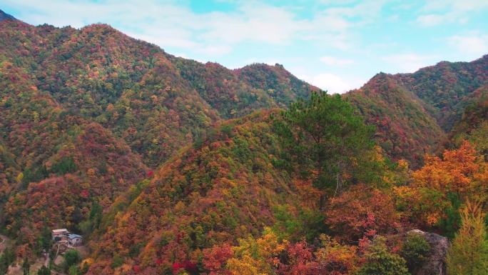 大巴山高山秋天红叶秋季彩林 (3)