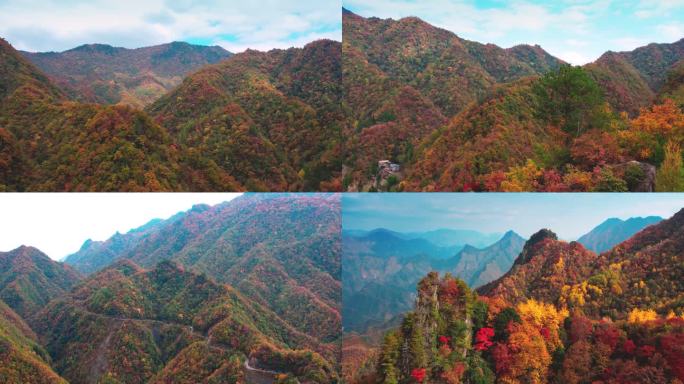 大巴山高山秋天红叶秋季彩林 (3)