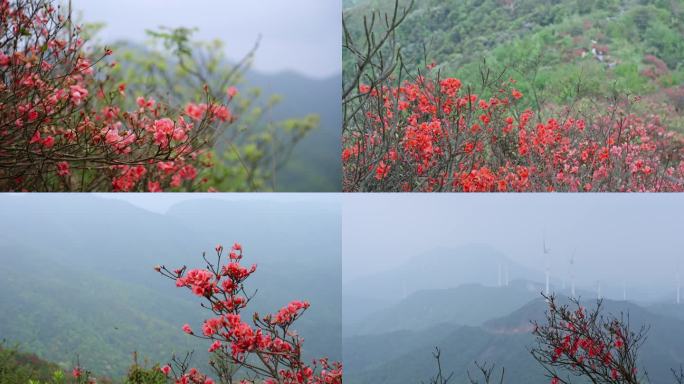 杜鹃花实拍4K