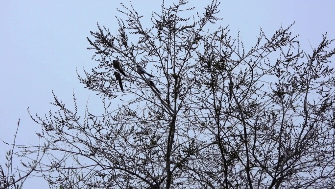 榆树萌芽时灰喜鹊在榆树上觅食