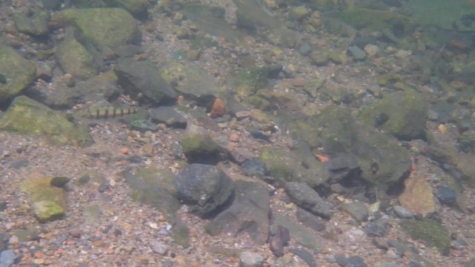 河边小溪河底海底水下世界流水岩石光影升格