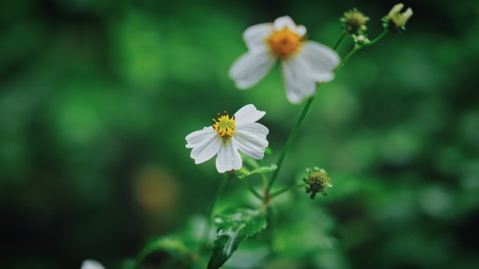 白花鬼针草开花春雷春雨春天绿植2549