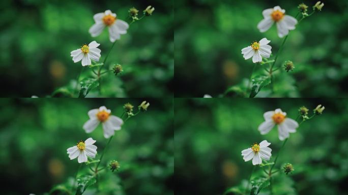 白花鬼针草开花春雷春雨春天绿植2549