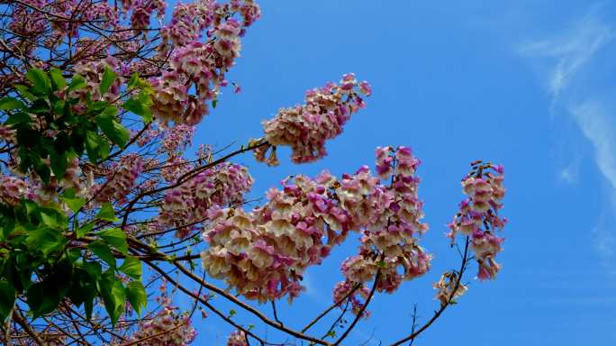 梧桐花，梧桐树