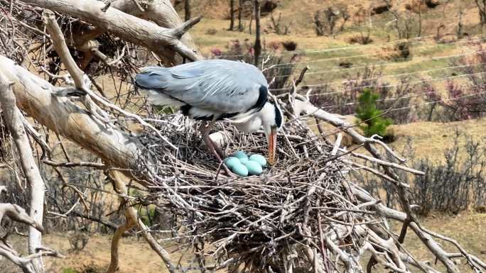 实景 一只苍鹭整理鸟窝和蛋进行孵育