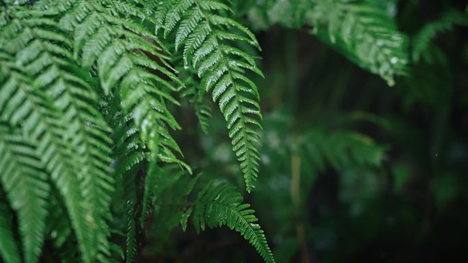 欧洲蕨开花春雷春雨春天绿植雨滴2539