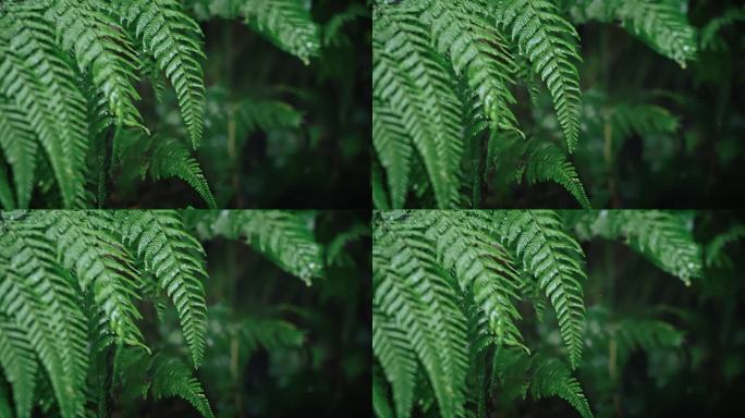 欧洲蕨开花春雷春雨春天绿植雨滴2539