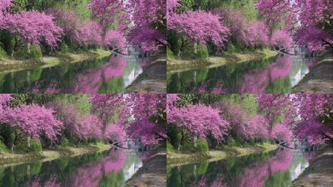 河边盛开的桃花