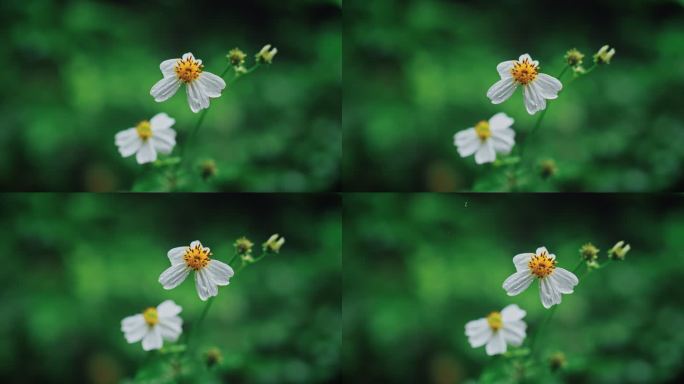 白花鬼针草开花春雷春雨春天绿植2551