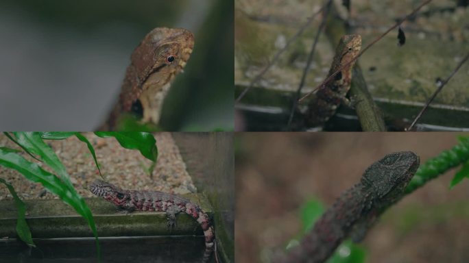 野生保护动物鄂蜥