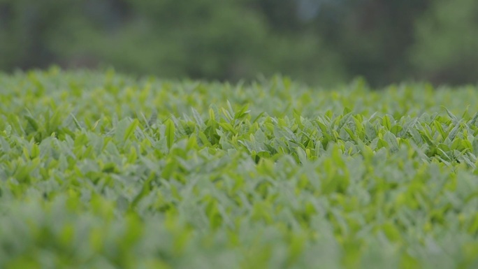 思州茶3组
