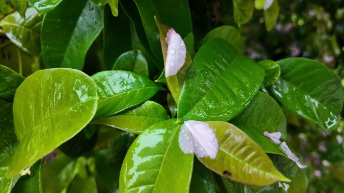 下雨天雨水打湿树叶花瓣掉落升格长镜头