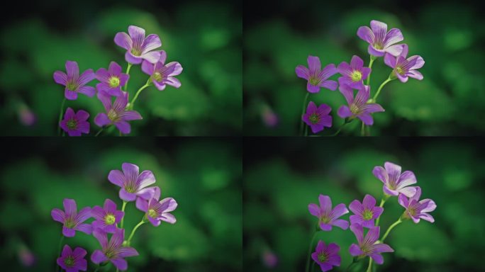 红花酢浆草开花春雷春雨春天绿植2582