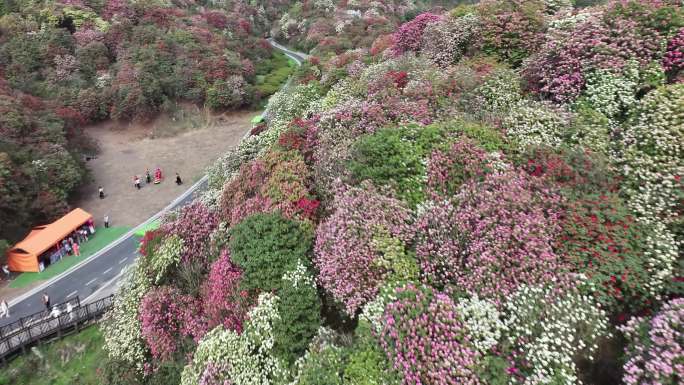 贵州毕节百里杜鹃花海金坡