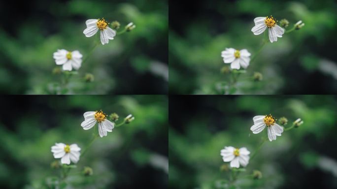 白花鬼针草开花春雷春雨春天绿植2533