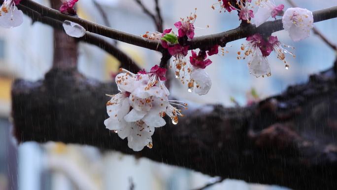 杏花春雨