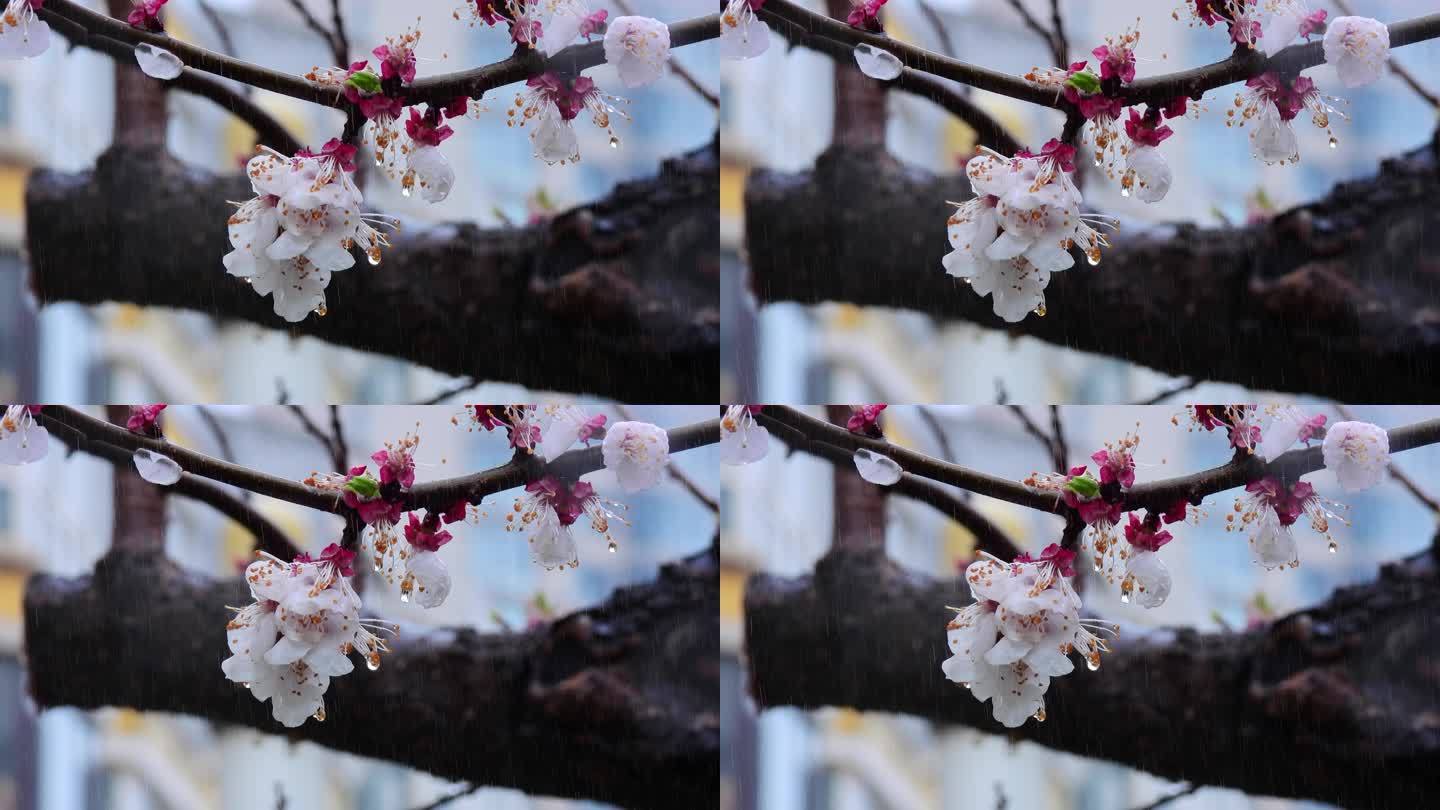 杏花春雨