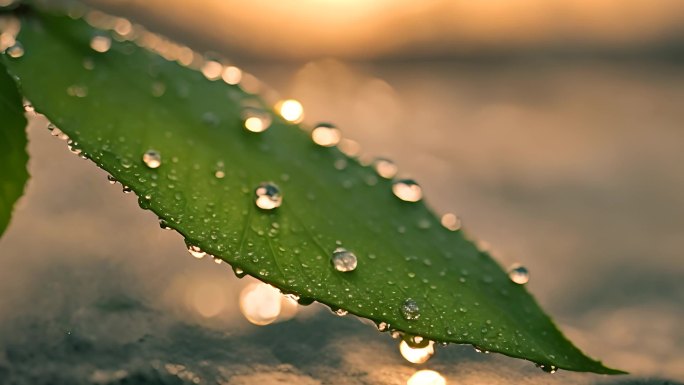 夕阳下的雨露