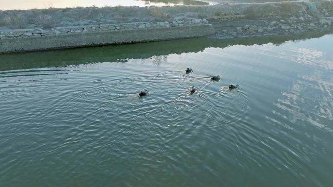 池塘中鸭子戏水