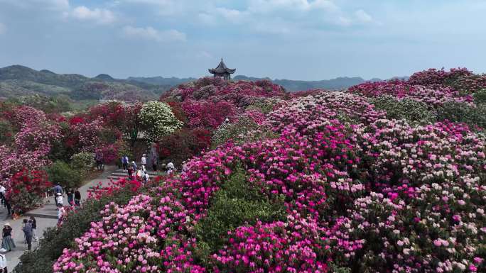 贵州毕节百里杜鹃花海普底