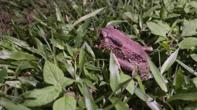 草地绿洲：热带蛙的近景特写