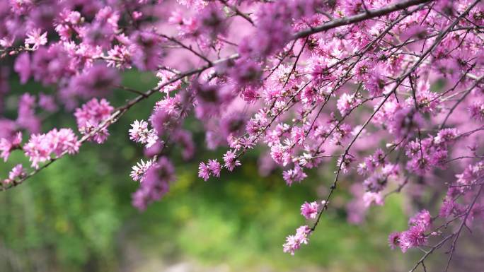 春天盛开的粉红色桃花